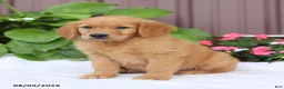 Golden Retriever dogs for sale: Teddy - Ad 2