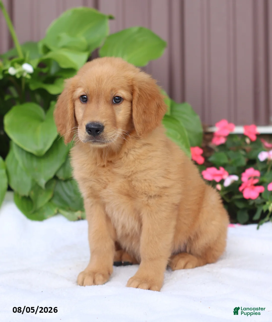 Golden Retriever dogs for sale: Teddy - Ad 2