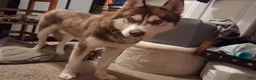 Siberian Husky dogs for sale: Siberian Husky 1 - Ad 3