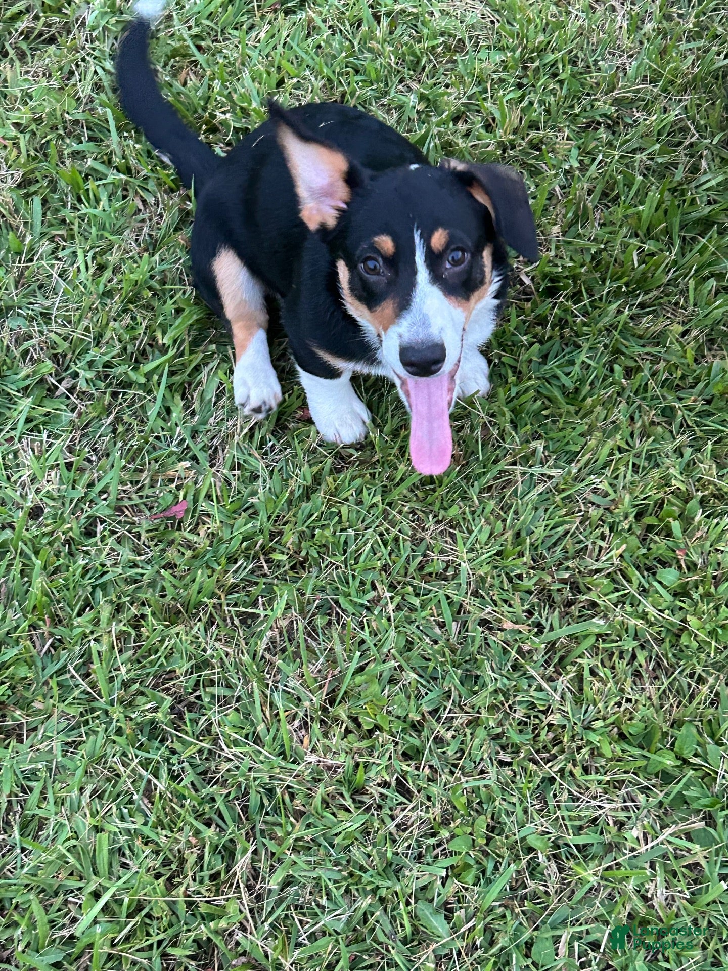 American Corgi dogs American Corgi 2 - Ad 9