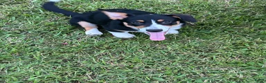American Corgi 2