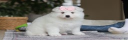 Samoyed dogs for sale: June - Ad 3