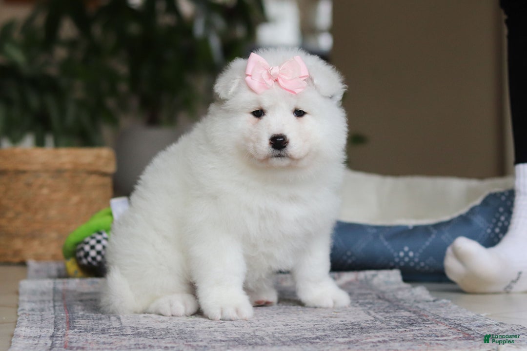 Samoyed dogs for sale: June - Ad 3