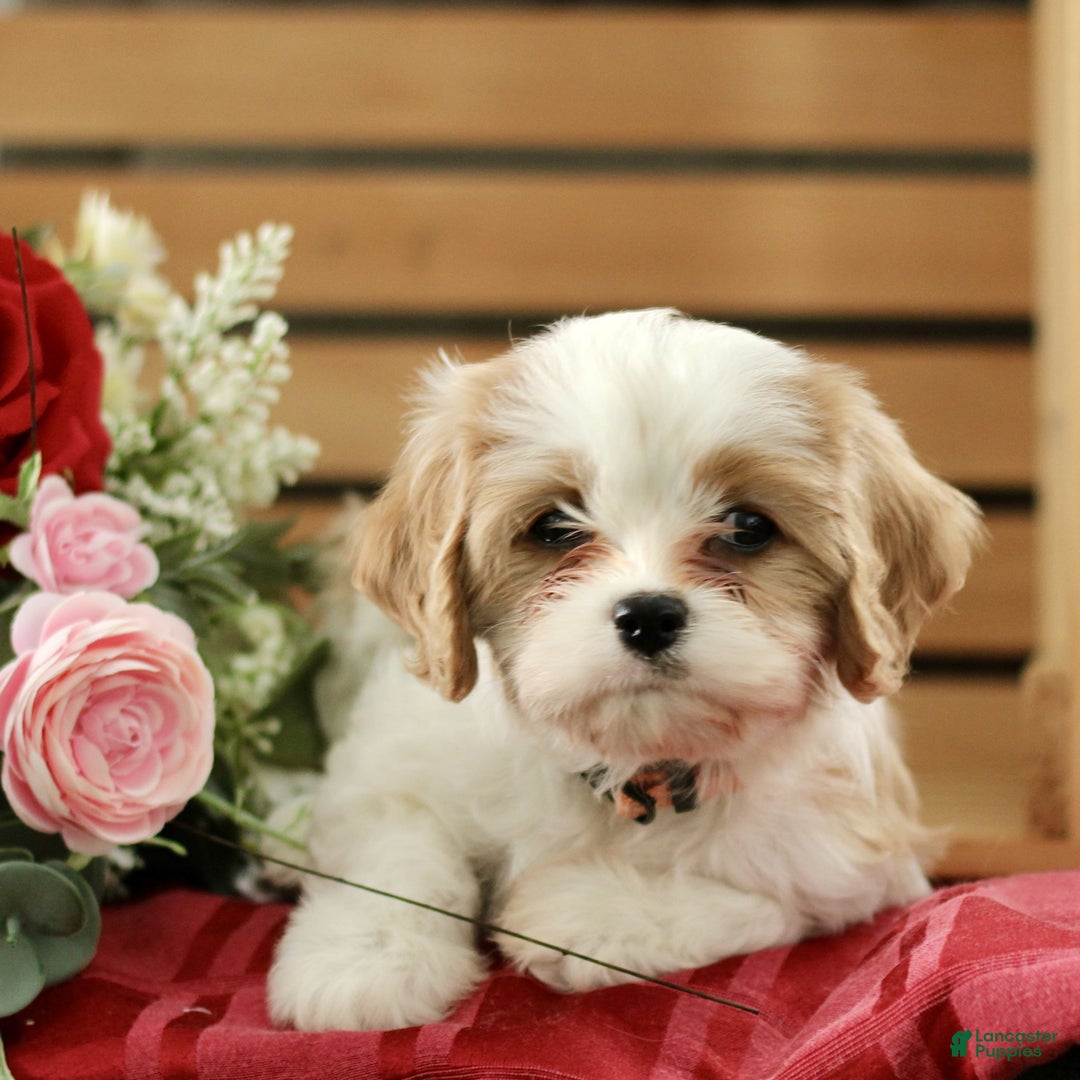 Cavachon dogs for sale: Amber  - Ad 1