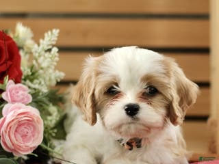 Cavachon dogs Amber - Ad 29