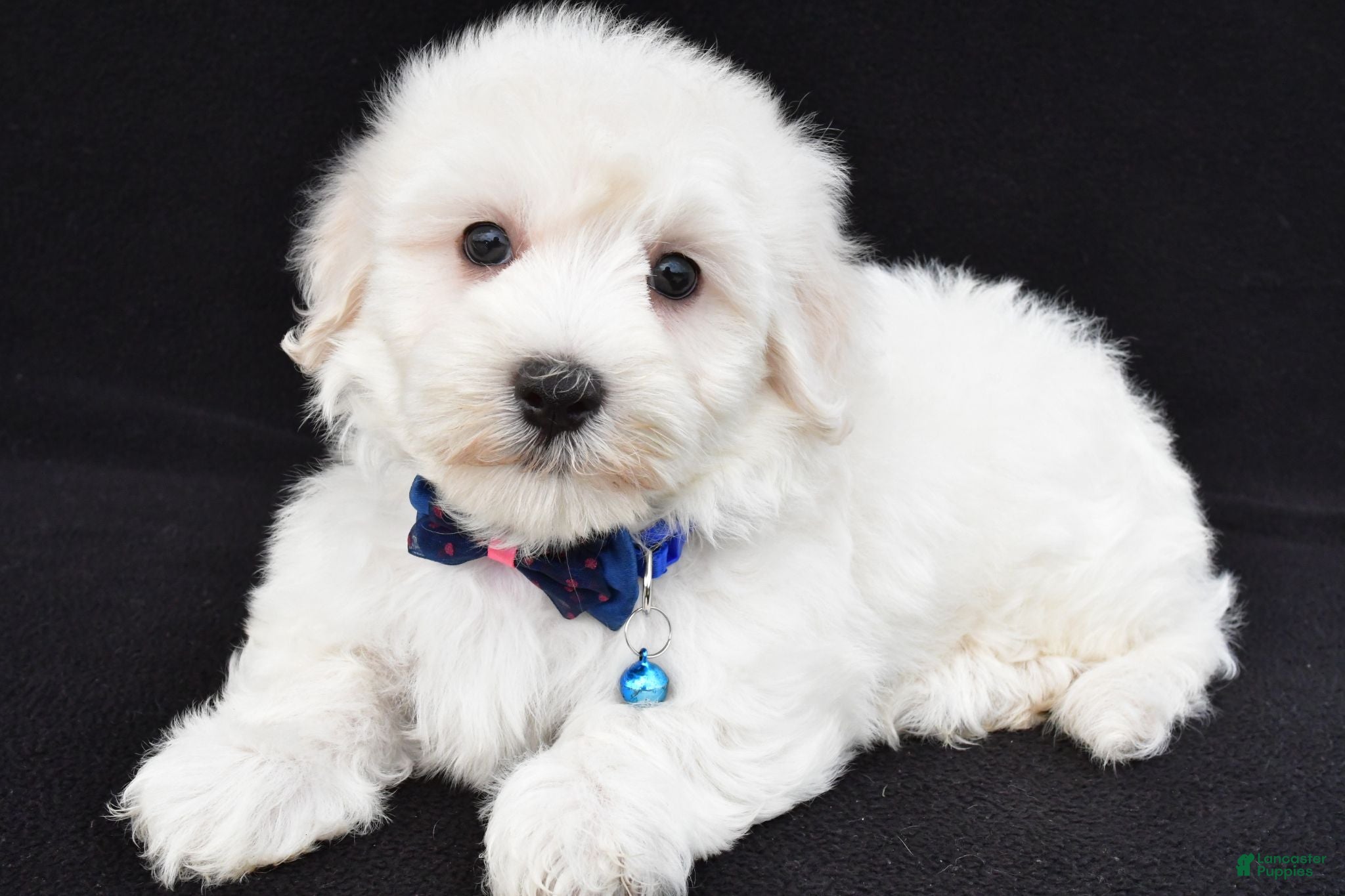 Maltipoo dogs Theo - Ad 2