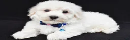 Maltipoo dogs for sale: Theo - Ad 2