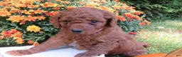 Mini Goldendoodle dogs for sale: Spice - Ad 4