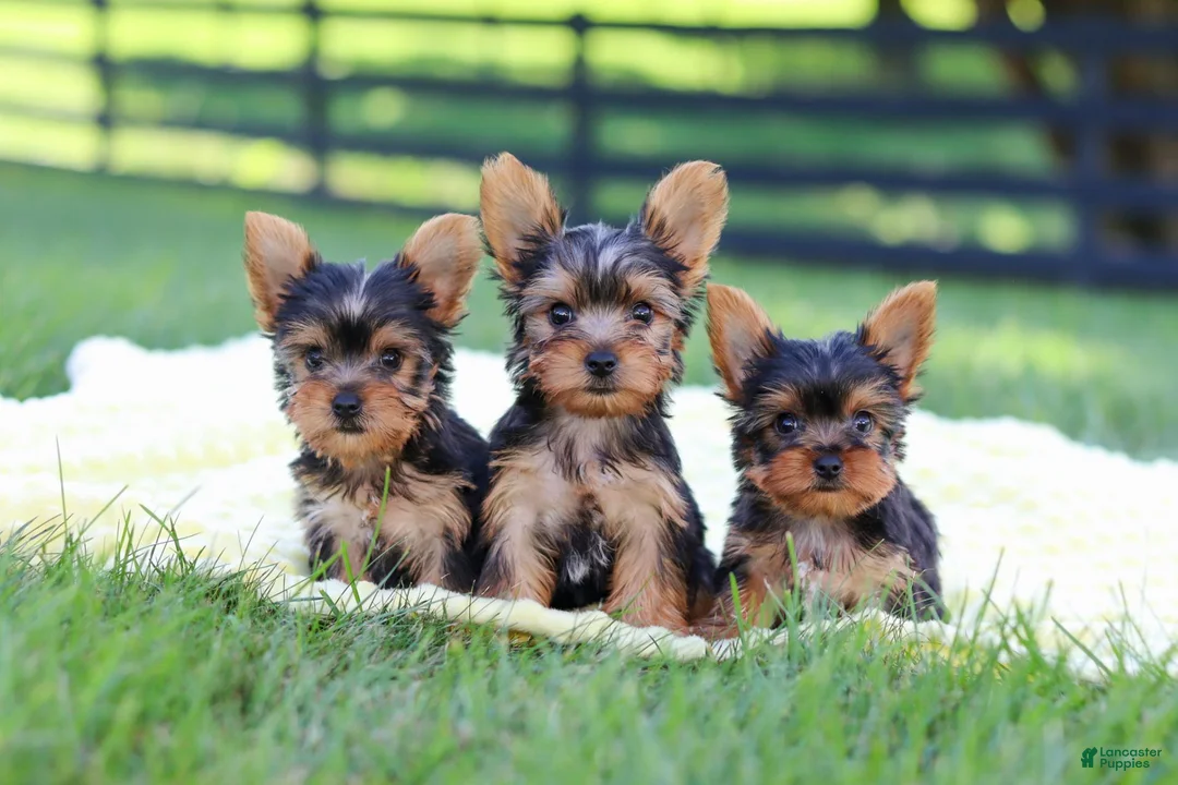 Yorkshire Terrier dogs for sale: Miranda - Ad 14