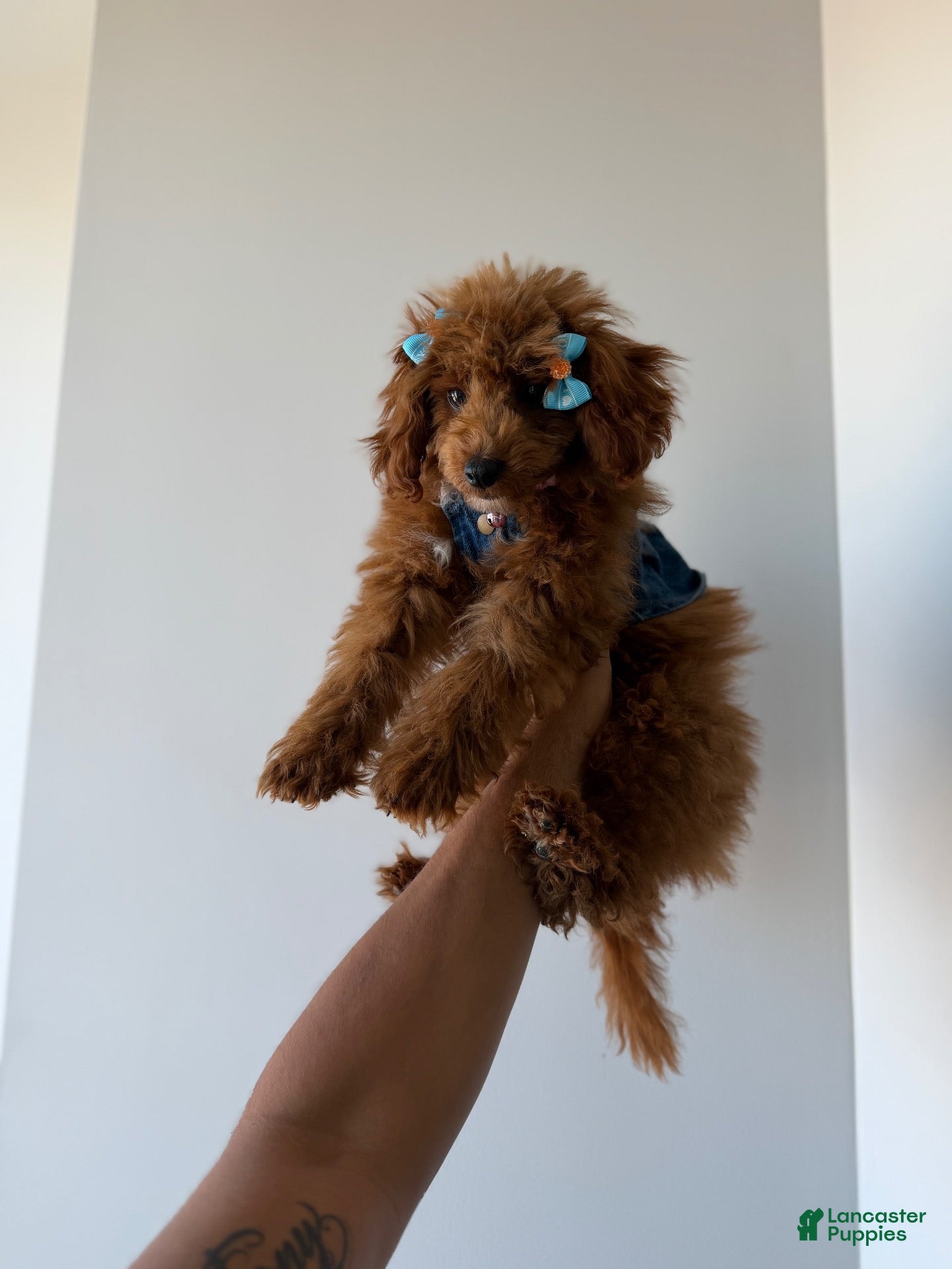 Daisy (Miniature Poodle, Female) in Queens, NY