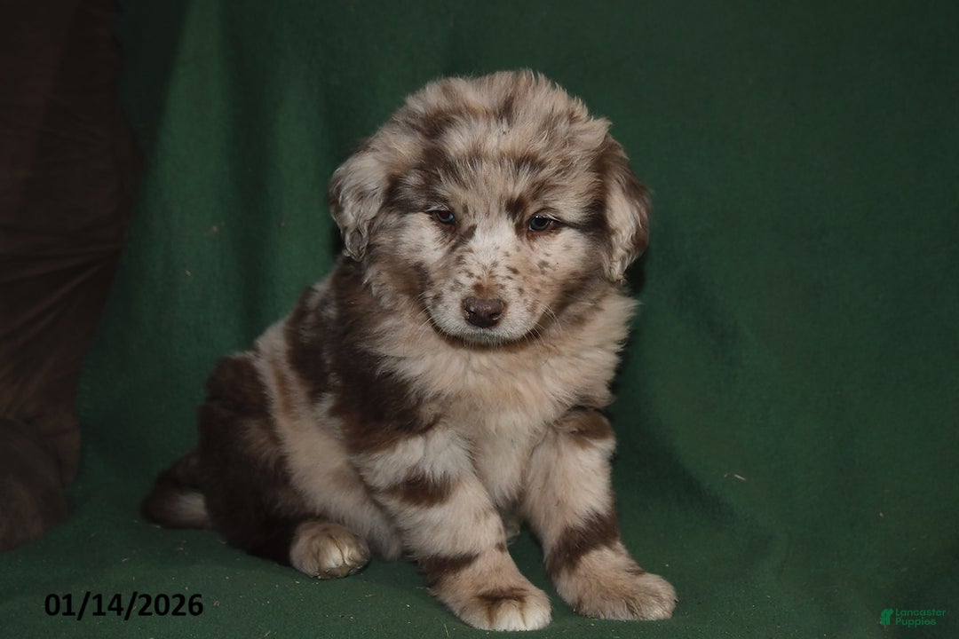 Mixed Breed dogs for sale: Gavin - Ad 4