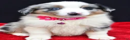 Miniature Australian Shepherd dogs for sale: Ozzy  - Ad 3