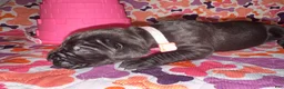 Cane Corso dogs for sale: Light Pink Collar Female - Ad 2