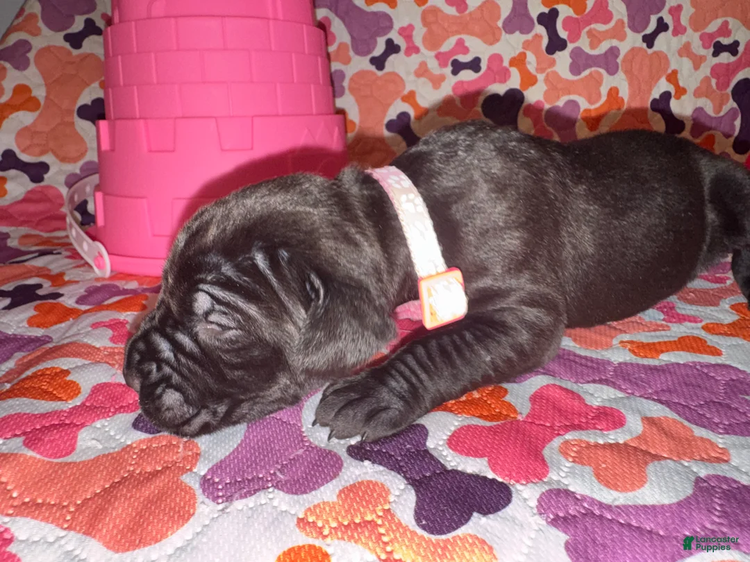 Cane Corso dogs for sale: Light Pink Collar Female - Ad 2