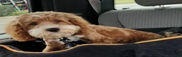 Cockapoo dogs for sale: Pluto - Ad 3