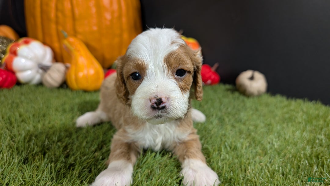 Cavapoo dogs for sale: Cavapoo Puppy 4 - Ad 3