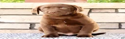 Labrador Retriever dogs for sale: Gator - Ad 3