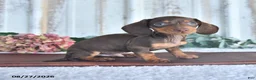 Miniature Dachshund dogs for sale: Cedar - Ad 2