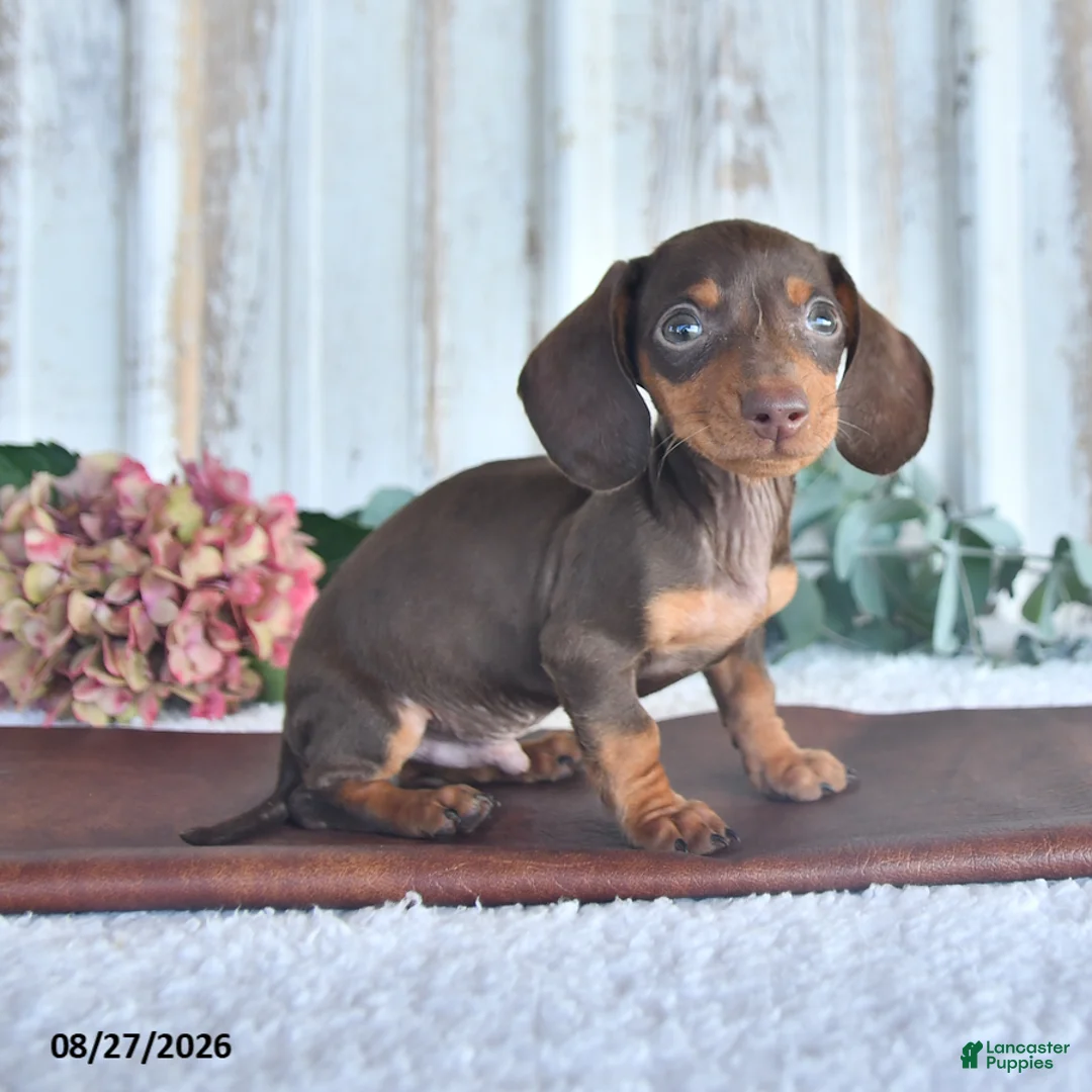 Miniature Dachshund dogs for sale: Cedar - Ad 2