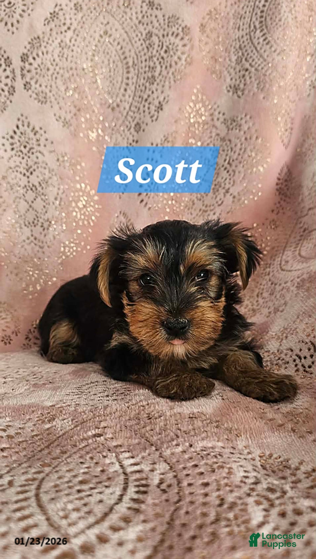 Yorkshire Terrier dogs for sale: Scott - Ad 5