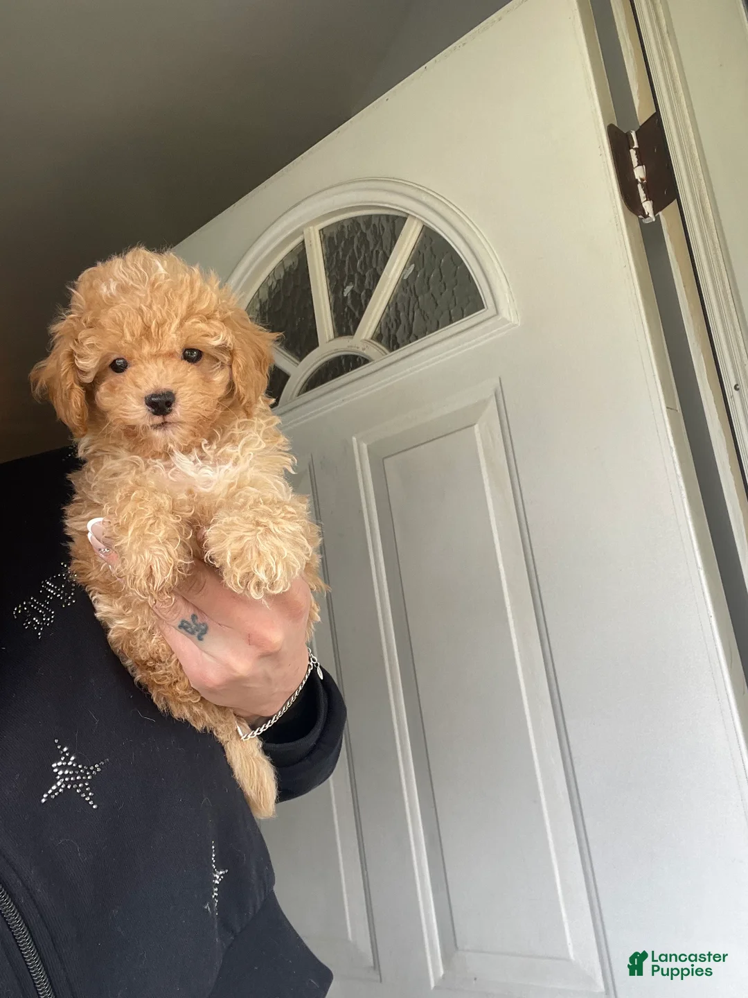 Toy Poodle dogs for sale: Mickey - Ad 1