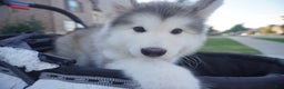 Alaskan Malamute dogs for sale: Xiao Lv - Ad 12
