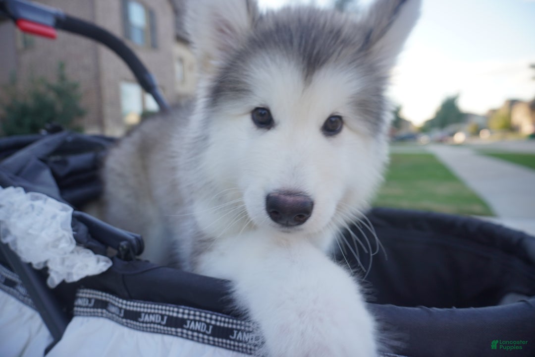 Alaskan Malamute dogs for sale: Xiao Lv - Ad 12
