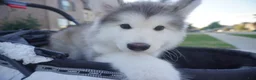Alaskan Malamute dogs for sale: Xiao Lv - Ad 13