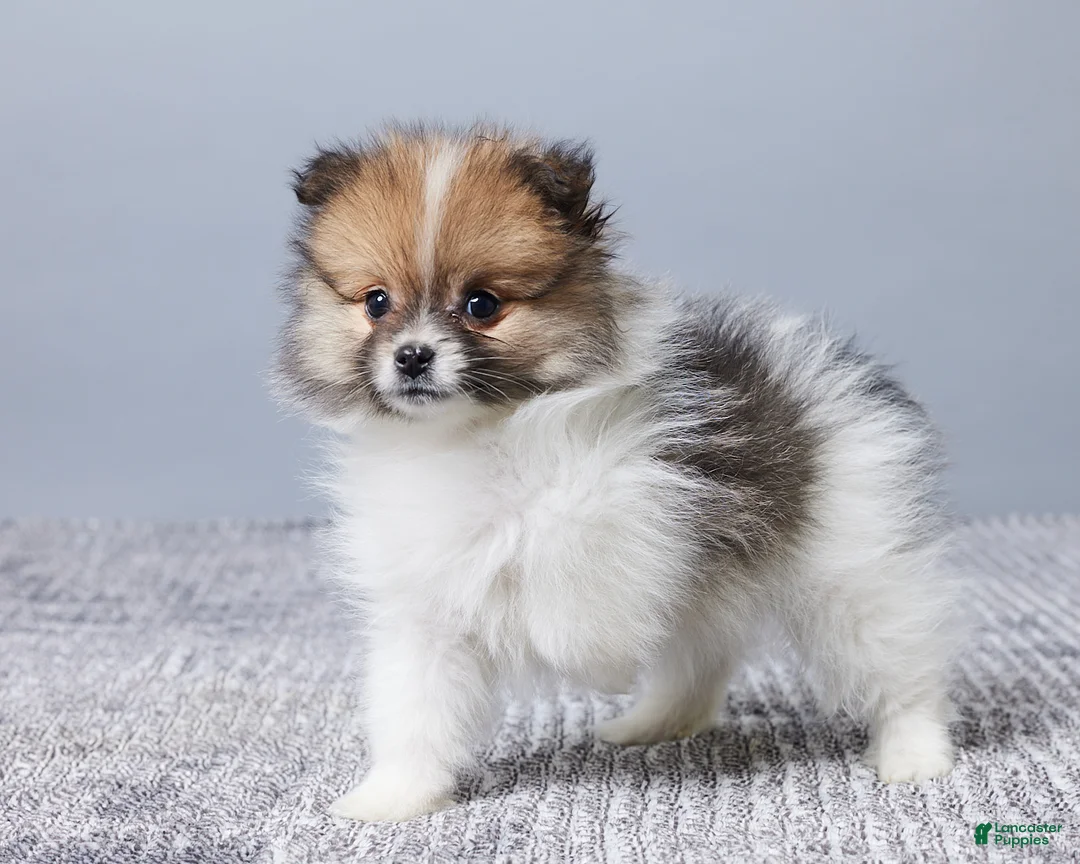 Pomeranian dogs for sale: Cody - Ad 5