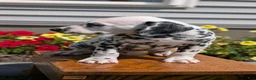 Dalmatian dogs for sale: Max - Ad 3
