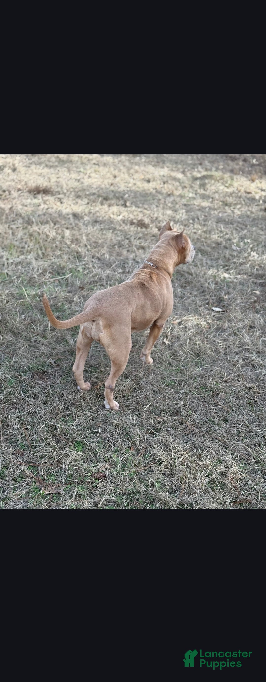 American Bully dogs for sale: Nova - Ad 6