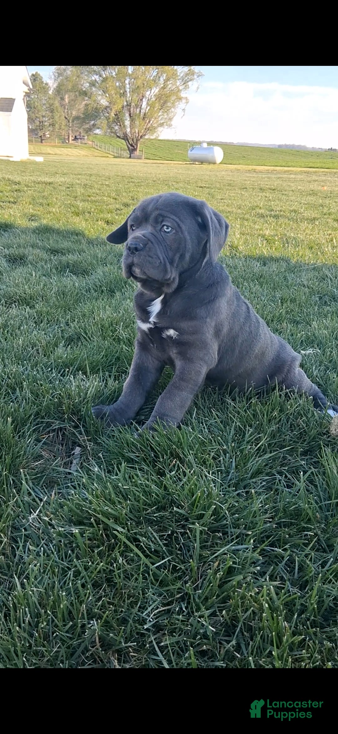 Cane Corso dogs Bella - Ad 1
