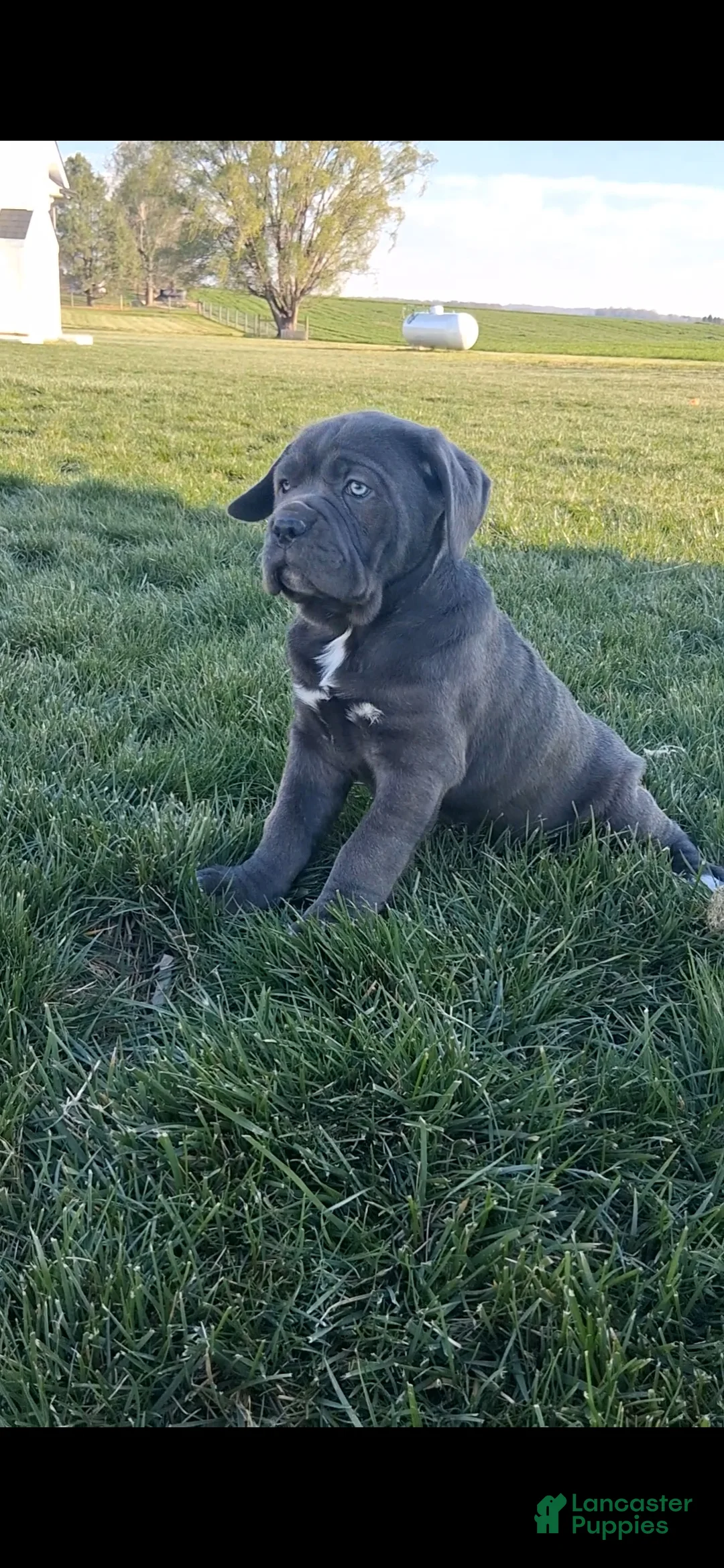 Cane Corso dogs for sale: Bella - Ad 1