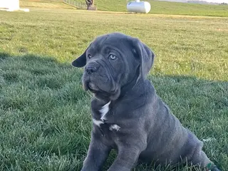 Cane Corso dogs for sale: Bella - Ad 3