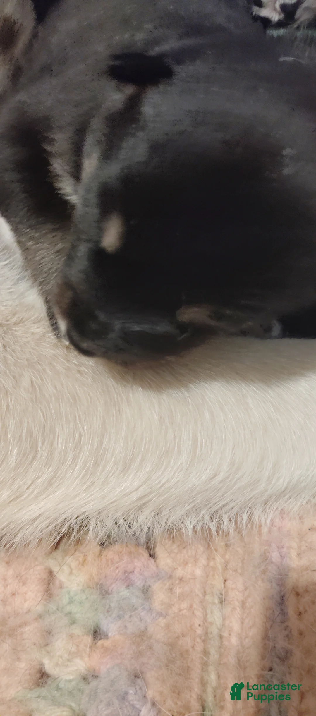 Mixed Breed dogs for sale: Mixed Breed 7 - Ad 2