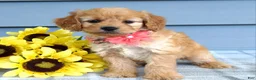 Cavapoo dogs for sale: Clarissa  - Ad 5
