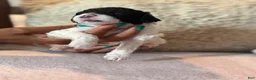 Toy Poodle dogs for sale: Oreo - Ad 4