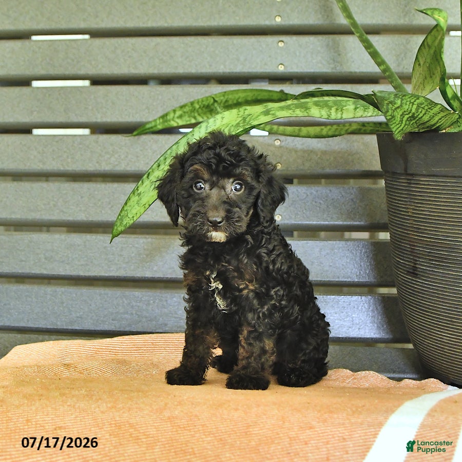 Miniature Poodle dogs Cynthia - Ad 2