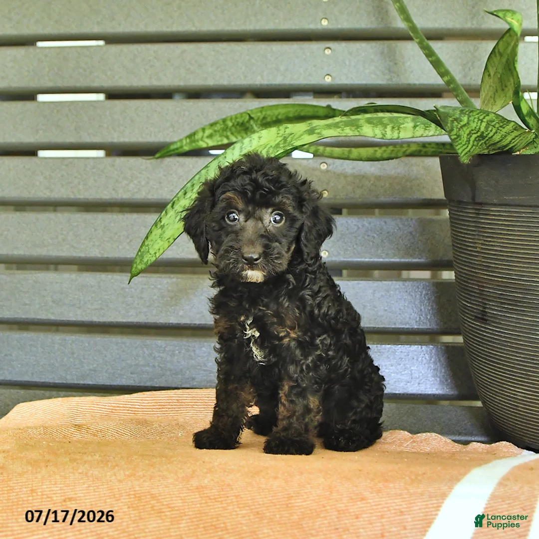 Miniature Poodle dogs for sale: Cynthia - Ad 2