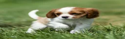 Cavalier King Charles Spaniel dogs for sale: Ranger Cavalier King Charles Spaniel  - Ad 1