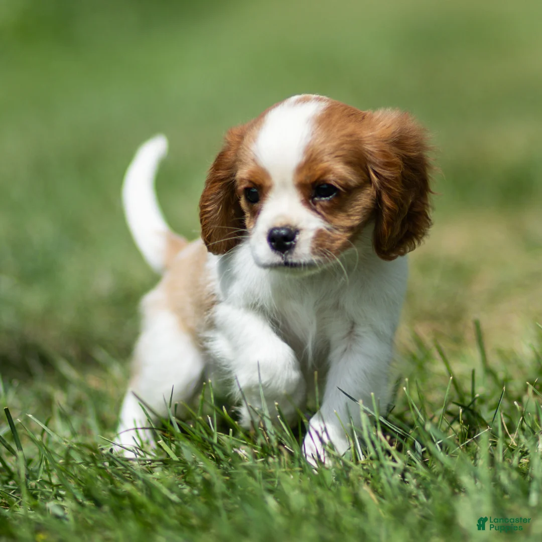 Cavalier King Charles Spaniel dogs for sale: Ranger Cavalier King Charles Spaniel  - Ad 1
