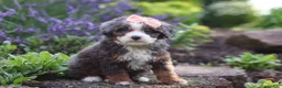Mini Bernedoodle dogs for sale: Lena - Ad 3