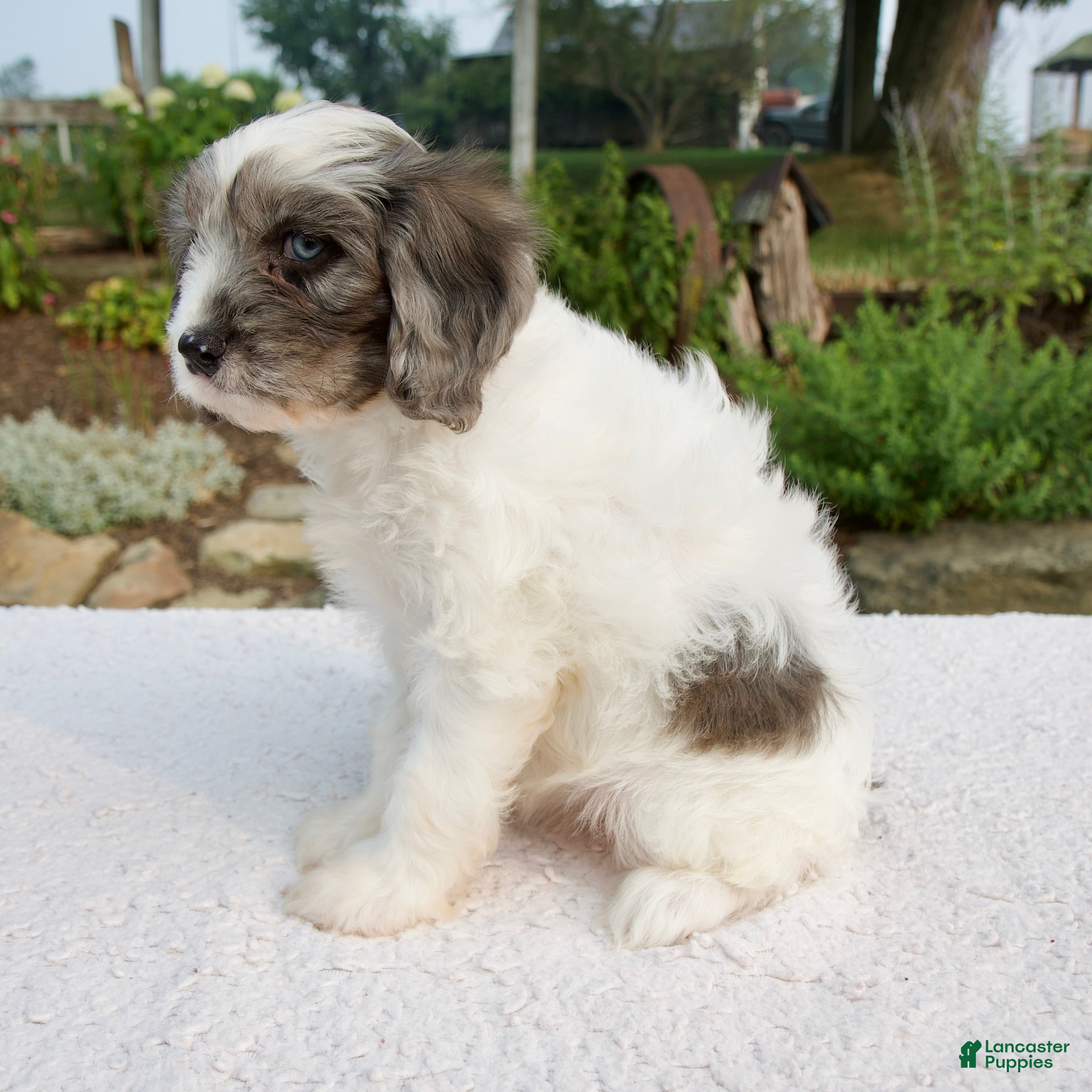 Cavapoo dogs Dawn - Ad 2