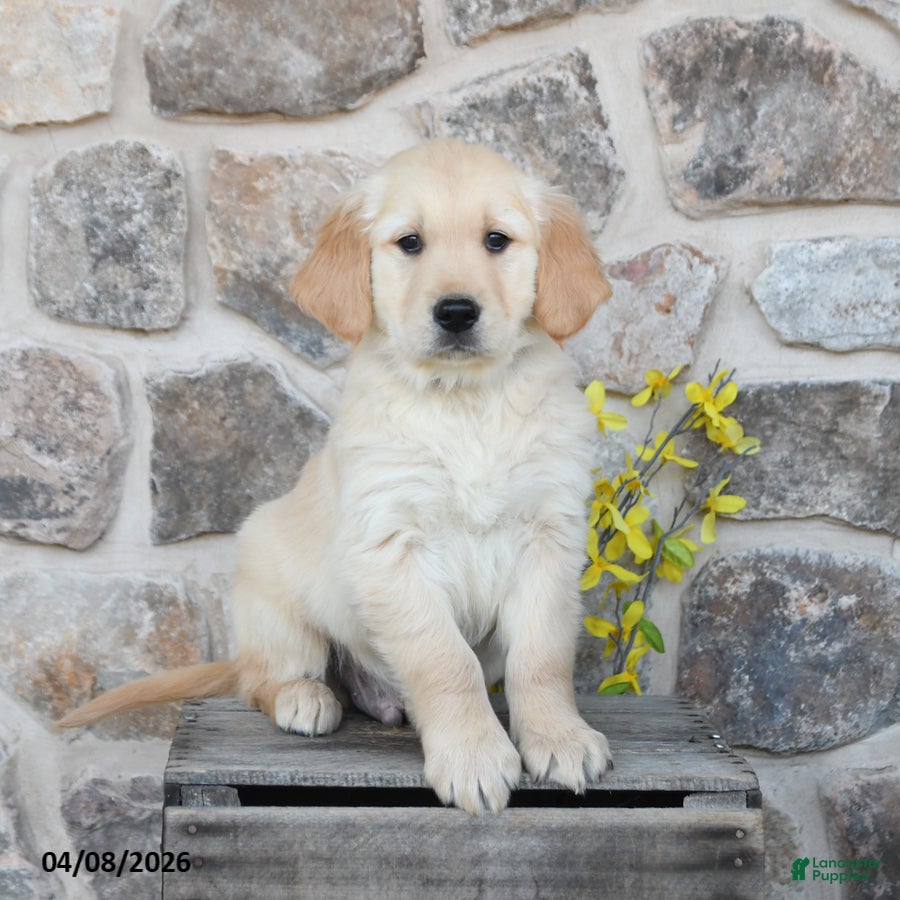 Golden Retriever dogs Dexter - Ad 1