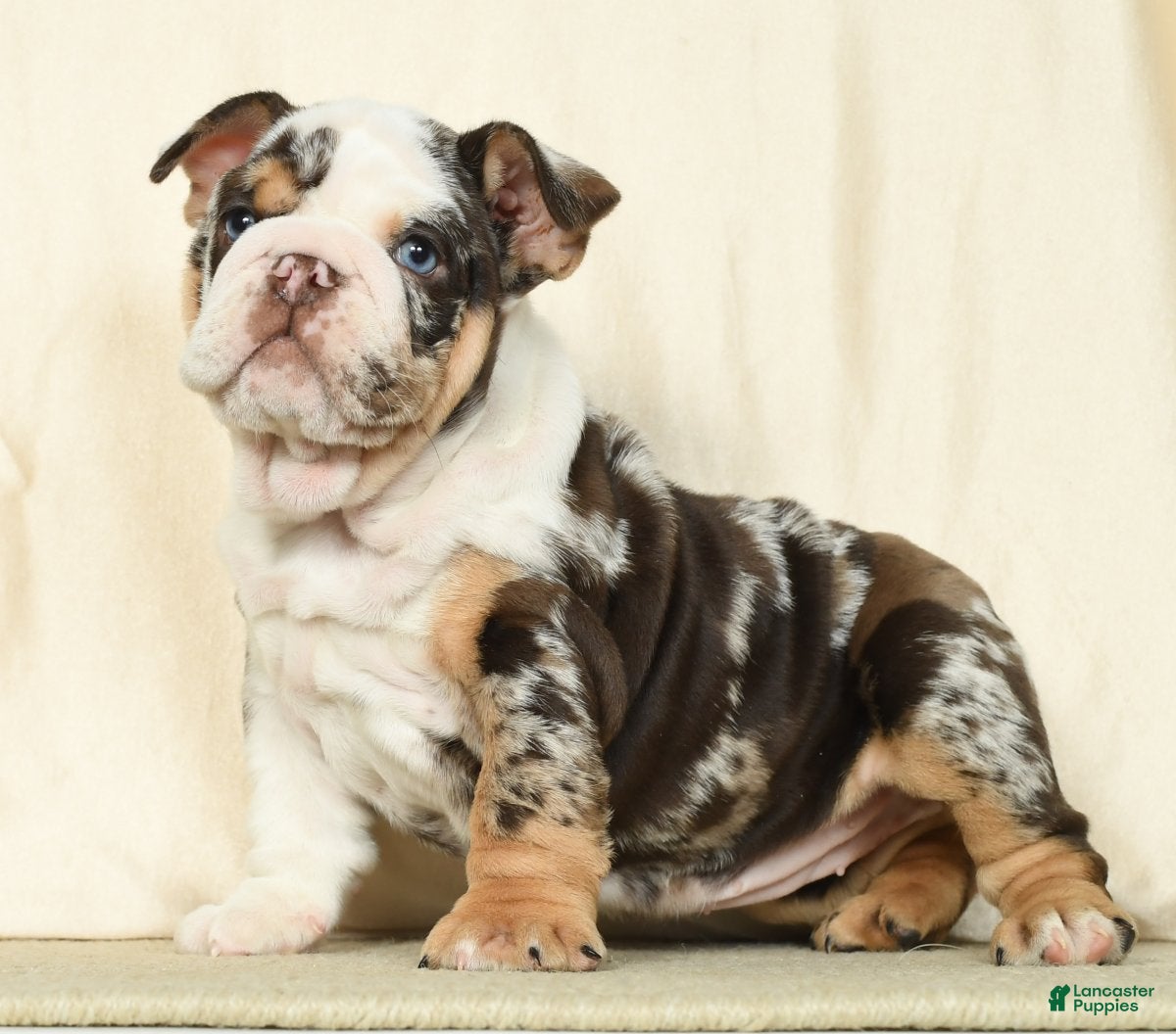 Blue merle English Bulldog Puppies for sale Lancaster Puppies