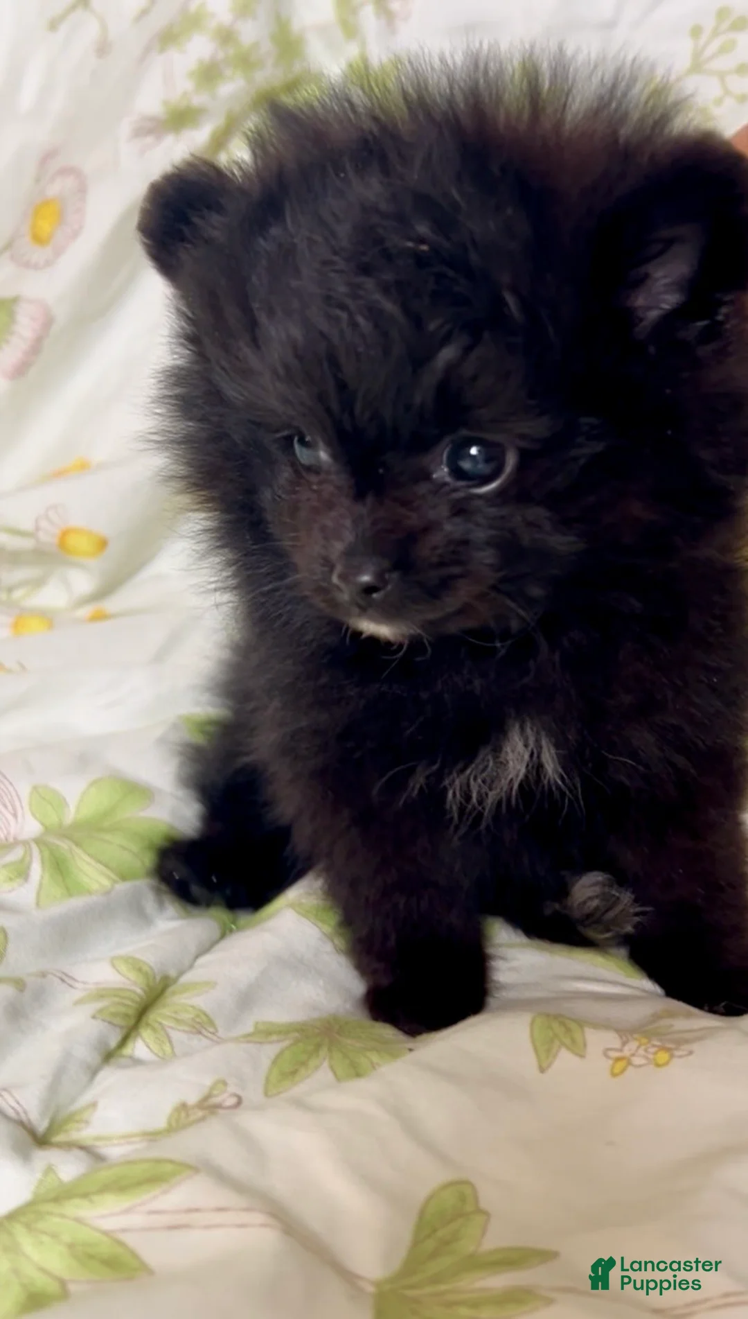 Pomeranian dogs for sale: Trinity  - Ad 1