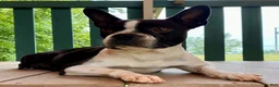 Frenchton dogs for sale: Mr. Finn - Ad 11