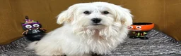 Mixed Breed dogs for sale: Mixed Breed 1 - Ad 3