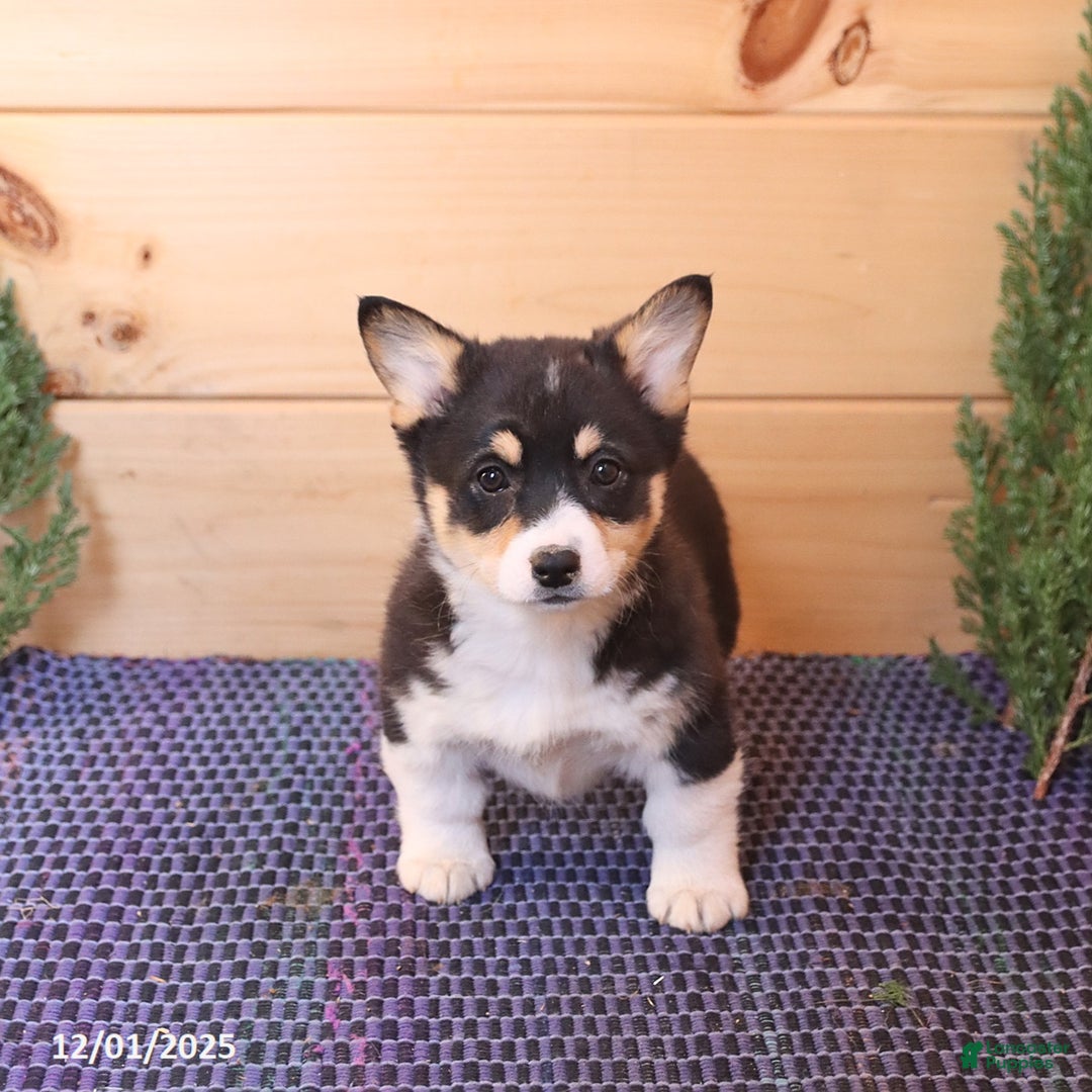 Welsh Corgi Pembroke dogs for sale: Sharlene - Ad 4