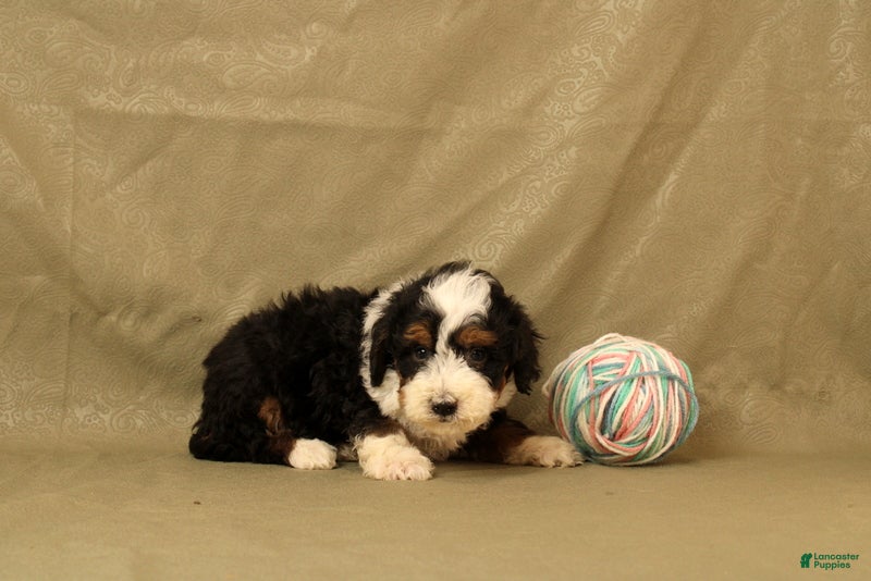 Mini Bernedoodle dogs for sale: Bumble - Ad 4